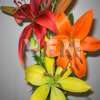 fall lilies flowers bulk